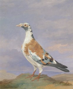 Piccione Grizzle Carrier